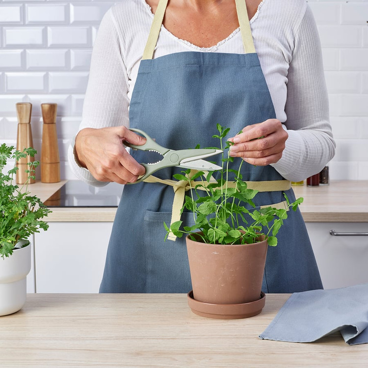 قیچی خانگی، سبز روشن